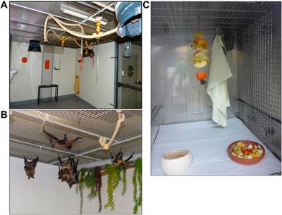 Baseline of Physiological Body Temperature and Hematological Parameters in Captive Rousettus aegyptiacus and Eidolon helvum Fruit Bats